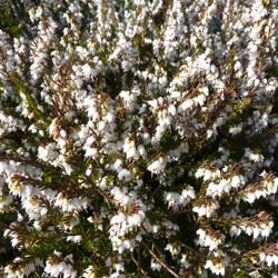 Bruyère d'hiver blanche / Erica x darleyensis alba